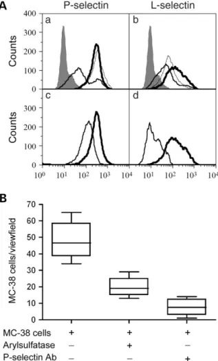 Fig. 1. Characterization of the nature of selectin ligands on MC-38 cell surfaces. (A) MC-38 cells were stained with mouse selectins and analyzed by ﬂow cytometry