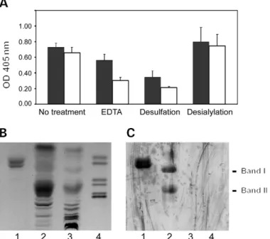 Fig. 2. Lipid extracts of MC-38 cells contain P-selectin ligands. (A) ELISA plates were coated with LP lipids isolated by Folch partitioning (white bars) and with bovine sulfatide-SM4 (black bars) as a control