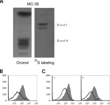 Fig. 3. P-selectin ligand recognition requires sulfation. (A) MC-38 cells were metabolically labeled with 35 S sodium sulfate as described in the Materials and methods section