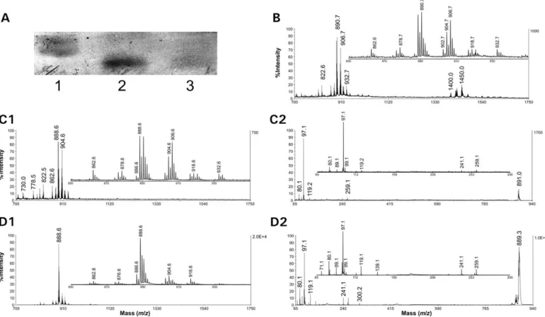 Fig. 4. MALDI TOF and TOF/TOF mass spectrometry analysis of the MC-38 P-selectin ligand