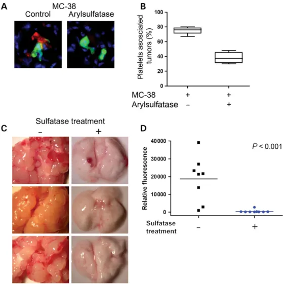 Fig. 6. Elimination of cell surface sulfation attenuates metastasis. Mice were injected intravenously with 3 – 4  10 5 MC-38GFP cells either treated with arylsulfatase or sham treated