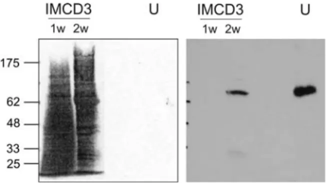 Figure 1. Analysis of the UMOD mouse antibody by western blot. Character- Character-ization of the UMOD mouse antibody