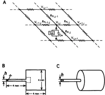 Fig.  1. (A)  Electrical  equivalent circuit  of  the anisotropic cardiac sheet. 