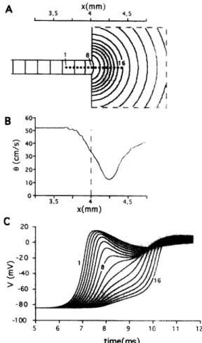 Fig.  2.  Slowing  of  conduction  at  an abrupt  expansion.  (A)  Isochrone  map  (interval  0.3  ms)  of  wave  propagation  in  a portion  of  medium  indicated  by  the  dashed  line  in  B