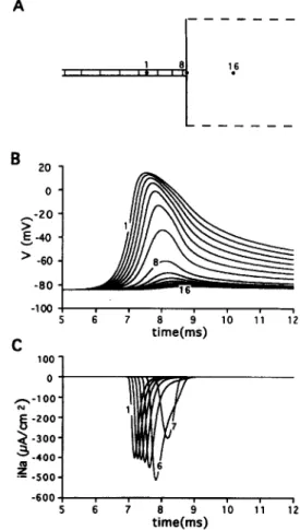Fig.  4.  Conduction block  at  a strand with  the width  of  50  pm.  Other  parameters are the same as on Fig