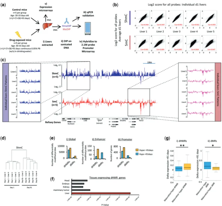 Figure 1. Global 5hmC and 5mC patterns are conserved between individuals of a similar age but changes throughout liver maturation