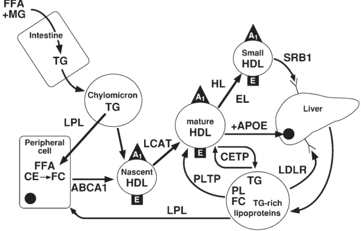 Figure 1. Graphical representation of the reverse cholesterol transport (RCT) metabolic pathway, from which we selected 11 genes: ABCA1, APOA1, APOE, CETP, EL, HL, LCAT, LDLR, LPL, PLTP and SR-BI
