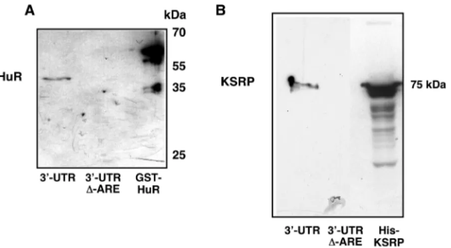 Figure 1. Purification of RNA-bps interacting with the 3 0 -UTR of the human iNOS mRNA