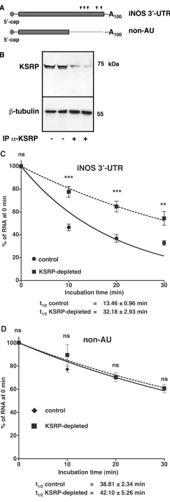 Figure 2. Depletion of KSRP enhances iNOS 3 0 -UTR RNA stability in in vitro degradation assays