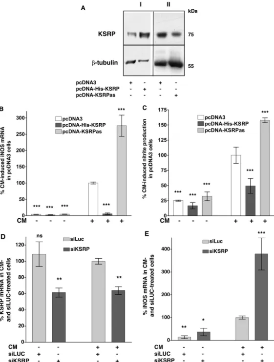 Figure 3. Modulation of KSRP expression alters cytokine-induced iNOS mRNA expression and iNOS-dependent NO-production