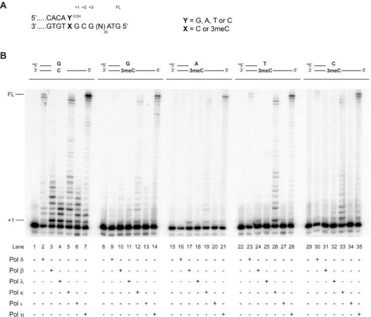 Figure 5. Extension of accurately base-paired and mispaired 3meC primer/templates by six human DNA polymerases