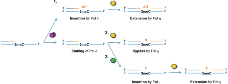 Figure 7. Model of 3meC bypass during DNA replication. If 3meC lesion (designated as X) is not repaired by ALKBHs and it remains present in the template strand, Pols might handle it in one of the following ways: (1) after copying 3meC, by predominantly inc
