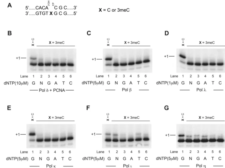 Figure 4. Ability of six human DNA polymerases to close a single nucleotide gap generated opposite a 3meC damage