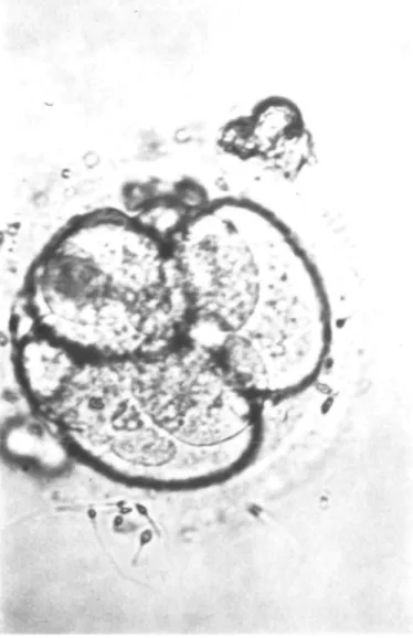 Fig. 2. Four- to eight-cell stage of a polyploid embryo.
