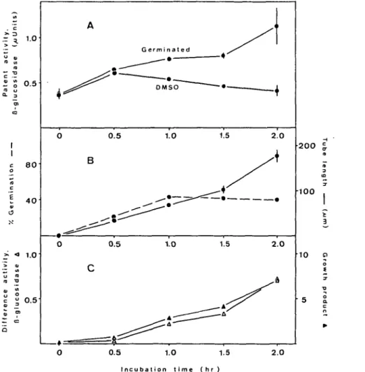 Fig. 4. Correlation between pollen tube growth and tube wall P-glucosidase. Samples of 5 mg of pear pollen were incubated in 2 ml of medium for 0 to 2 hr, then assayed for patent /?-glucosidase activity (A).