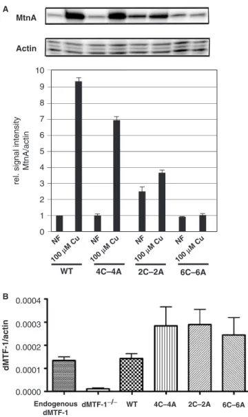 Figure 2. The Cys-rich domain of dMTF-1 is required to activate MtnA expression in transgenic ﬂies