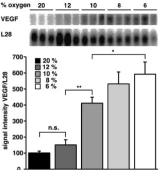 Fig. 2 Increased expression of VEGF mRNA in mouse brain after hypoxic stimulation. Total RNA was extracted from brains of normal mice and mice exposed to 6±12% oxygen for 24 h