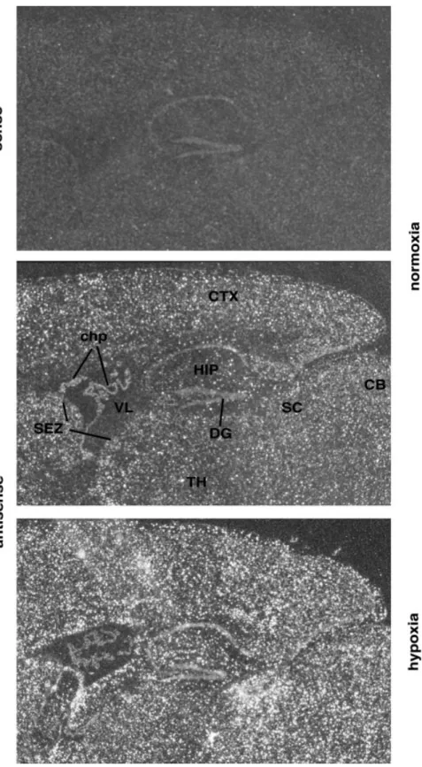 Fig. 3 VEGF mRNA expression detected by in situ hybridization on sagittal sections of mouse brain.