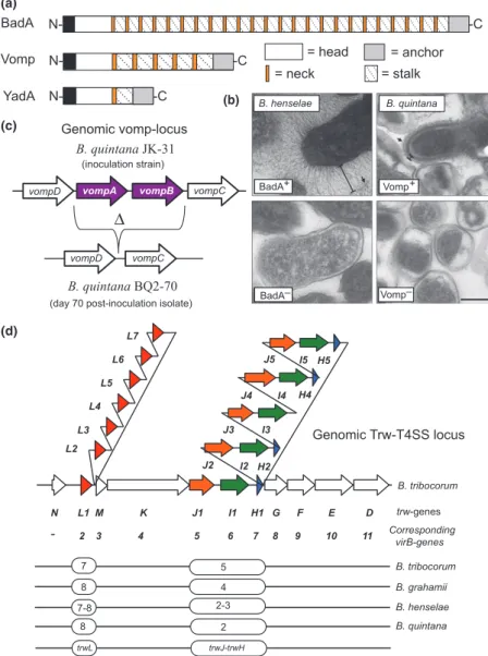 Fig. 6. Major adhesins of Bartonella spp. (a) Schematic representation of BadA of Bartonella henselae and variably expressed OMPs (Vomps) of Bartonella quintana and comparison to Yersinia adhesin A (YadA) of Yersinia enterocolitica