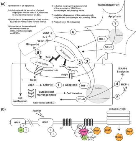 Fig. 7. Schematic representation of a model of Bartonella henselae-triggered vascular tumorigenesis