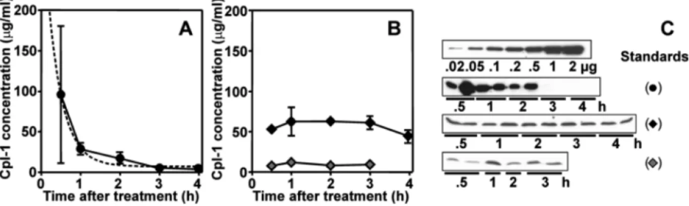 Figure 2. Assessment of Cpl-1 in cerebrospinal fluid (CSF) and plasma by Western blot