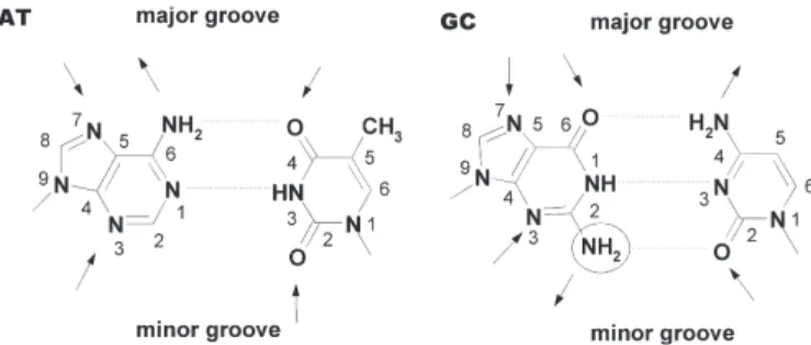 Figure 2. Schematic representations of A-T and G-C base pairs with hydrogen- hydrogen-bond donors and acceptors indicated