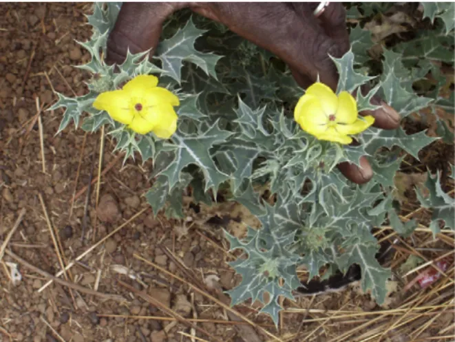 Figure 1. Argemone mexicana L. (Papaveraceae). Photo by Dr Jacques Falquet.