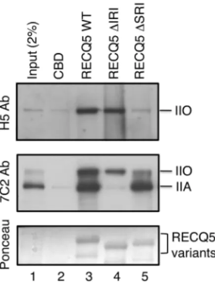 Figure 3. Binding of RECQ5 and its mutants to RNAPIIA and RNAPIIO. Chitin beads coated with either wild-type (WT) or mutant forms (IRI or SRI) of RECQ5 produced in bacteria as fusions with the CBD were incubated with HEK293 T cell extract