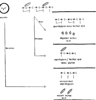 Figure 1. Summary of pneumococcal surface compo- compo-nents that were isolated as described in Materials and Methods