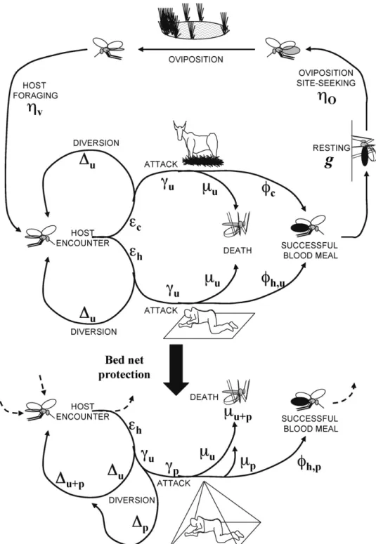Figure 1 Diagrammatic representation of the model for the mosquito feeding cycle, outlining the rate at which mosquitoes encounter hosts ( ␧ ) and the probabilities that they will attack ( ␥ ), be diverted from (), successfully feed upon ( ␾ ) or die ( ␮ )