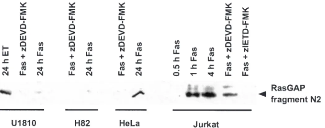 Fig. 6. Detection of RasGAP fragment N2 by western blot in U1810, H82 and HeLa cells treated for 24 h with the agonistic aFas antibody (Fas, 200 ng/ml), in U1810 cells subjected to a high-dose of ET (25 mM) for 24 h and in Jurkat cells stimulated with the 