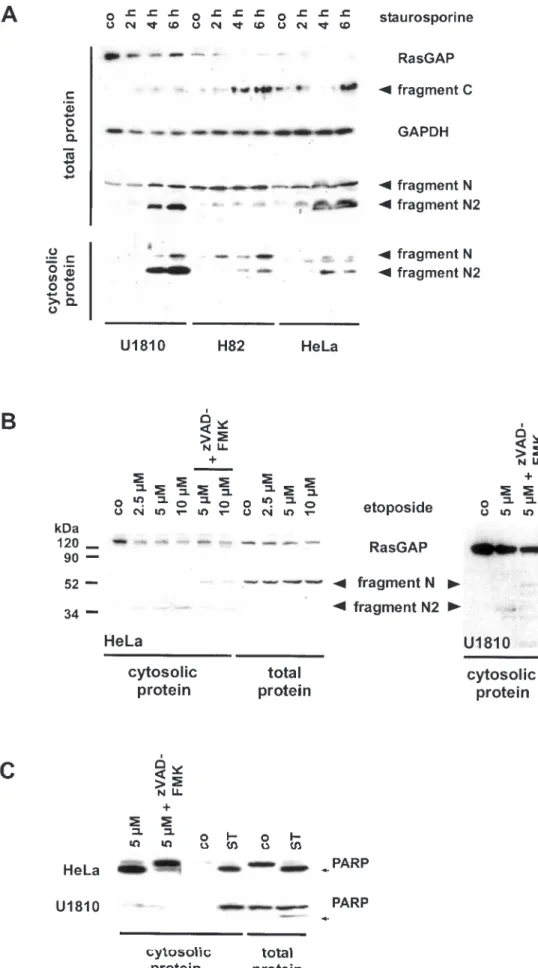 Fig. 7. The indicated cell lines were incubated with ST (1 mM) (A and C) or ET at the indicated concentrations (ET, 48 h) in the absence or in the presence of zVAD-FMK (20 mM) (B and C)