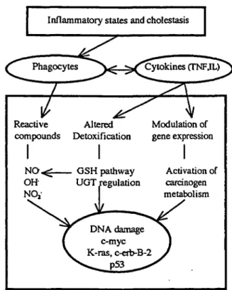 Figure 1. Proposed scheme of genotoxic events in the multistage process of biliary carcinogenesis