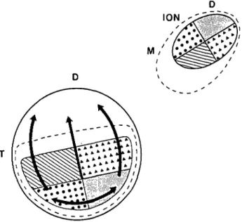 Fig. 1. Summary of the proprioretinal connections, as shown by thick arrows on a diagram of the right retina, and of the topography of the isthmo-optic projection
