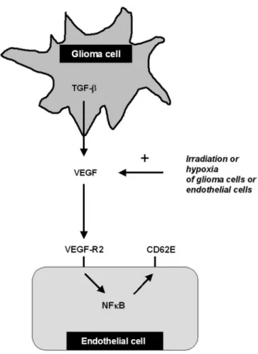 Fig. 11 Schematic overview of results. De novo expression of CD62E on endothelial cells in response to a TGF-b-dependent VEGF release by glioma cells involves the activation of VEGF-R2 in endothelial cells, resulting in NFkB-mediated CD62E expression.