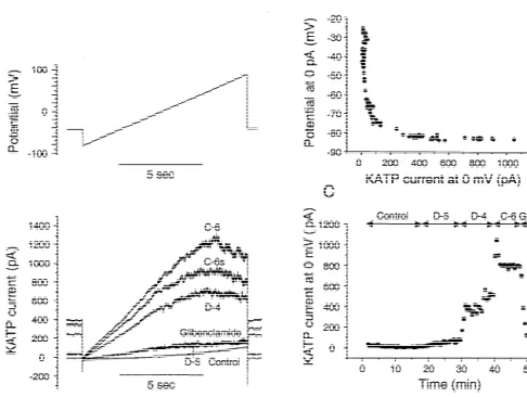 Fig. 4. Example of gramicidin-perforated patch recording on an atrial myocyte. (A) Ramp protocol (10 s) of voltage clamp with current traces below; (B) relationship between membrane potential at 0 pA and current at 0 mV; (C) K ATP current at 0 mV as functi