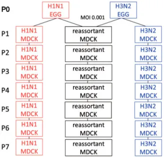 Table 1. Segment Lengths and Nucleotide Sequence Identity be- be-tween A/Brisbane/59/2007 (B59, H1N1) and A/Brisbane/10/2007 (B10, H3N2) IAV Strains, Determined Using BLASTn.