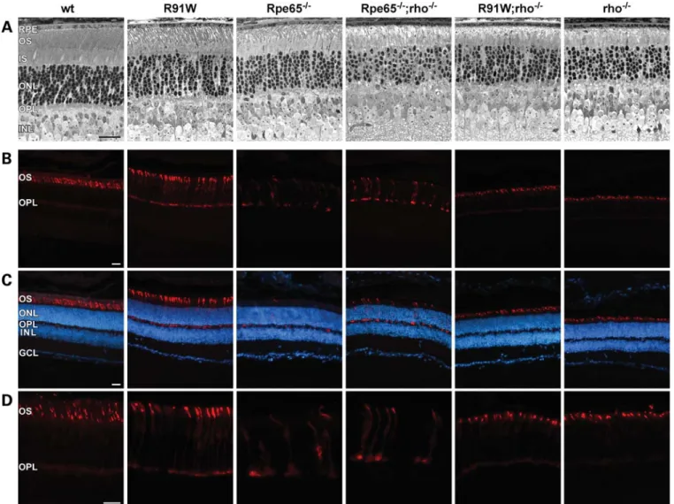 Figure 3. Cone opsin mislocalization in R91W can be corrected by ablation of rod outer segments