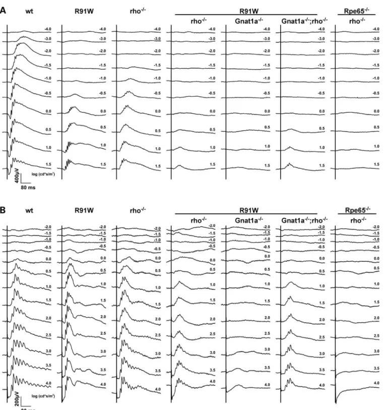 Figure 4. Effect of the R91W mutation on retinal function. Electroretinogram (ERG) evaluation of 4-week-old wt, R91W, rho 2/2 , R91W;rho 2/2 , R91W;Gnat1a 2/2 , R91W;Gnat1a 2/2 ; rho 2/2 and Rpe65 2/2 ;rho 2/2 mice