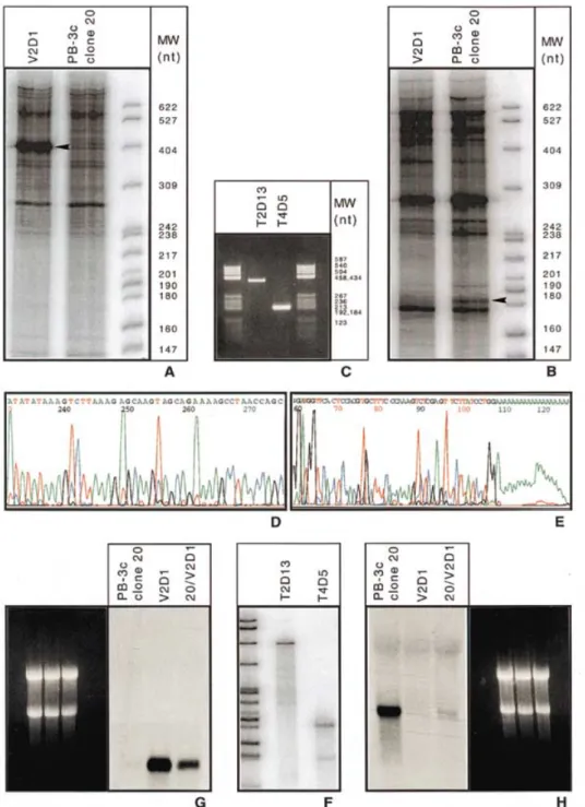 Figure 1.  Illustration of the direct cycle sequencing and cycle labelling strategy for DD-PCR products with two differentially expressed genes as described in the text.