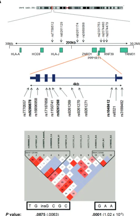Figure 1. Polymorphisms analyzed and the linkage disequilibrium (LD) pattern of the ZNRD1 gene