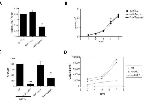 Figure 4. Inhibition of ZNRD1 protein expression in TZM-bl cells.