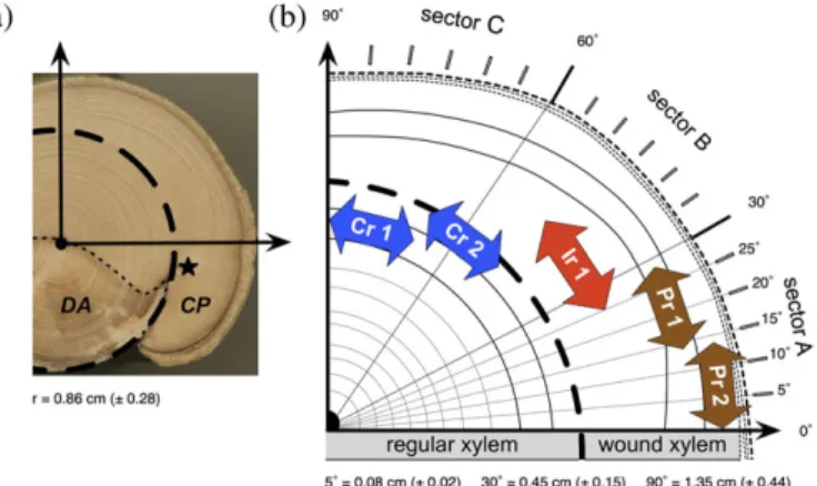 Fig. 1. (a) Location of the disc quarter extracted from each sample. The dashed line shows the position of the cambium at the time of wounding