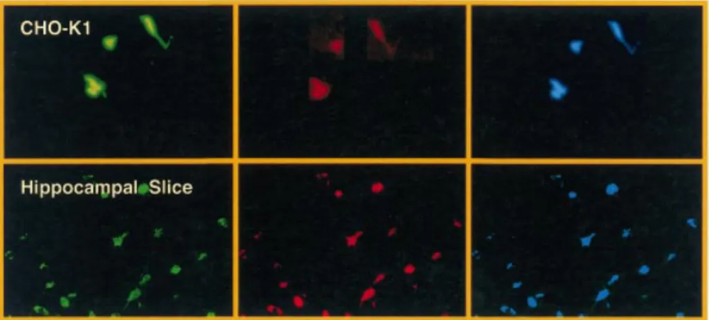 Figure 7. Transduction of Chinese hamster ovary (CHO-K1) cell and glial cells in rat hippocampal slice cultures using pLentiTRIDENT1-derived lentiviruses.