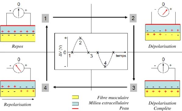 Figure 1.4. Graphe du potentiel d'action cellulaire avec ses 4 phases  successives. État de base, montée rapide, plateau et descente progressive.