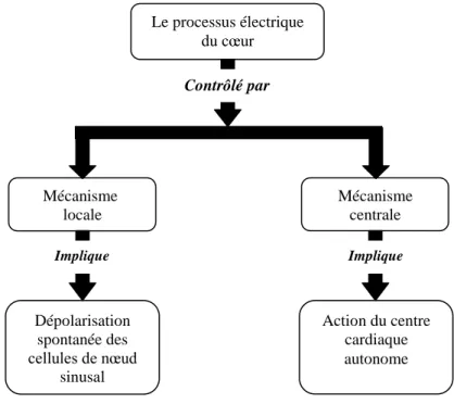 Figure 1.5. Mécanisme du cœur