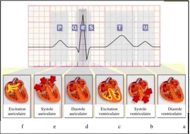 Figure 1.8. Excitation cardiaque.
