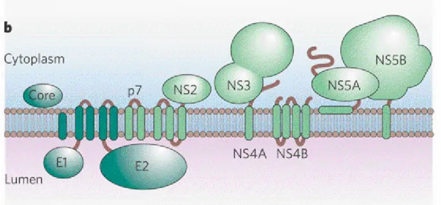 Figure  06.  Topologie  des  protéines  du  VHC  dans  la  membrane  du  réticulum  endoplasmique  (d’après Matsuura et Miymurata, 1993)