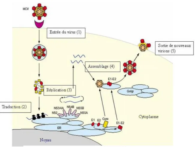 Figure 07. Cycle de réplication putatif de HCV.  Le cycle de réplication de HCV comprend différentes  étapes : 1