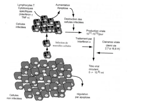 Figure 09. Schéma général  de l’équilibre dynamique au cours  de l’infection  par le VHC (d’après  Paul et Dominique, 2003)
